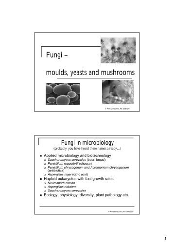 Fungi – moulds, yeasts and mushrooms