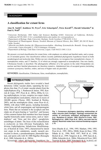 PDF) Spore Morphology and Ornamentation of Fern and Fern-Allies