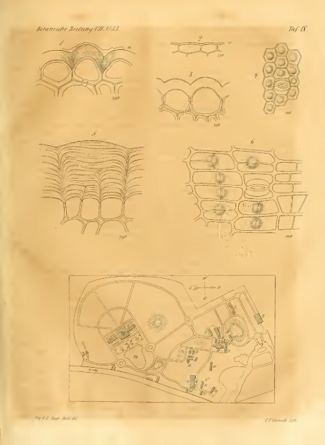 Botanische Zeitung - hibiscus.org - preview site