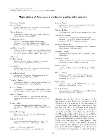 Major clades of Agaricales: a multilocus phylogenetic overview