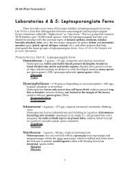 Laboratories 4 & 5: Leptosporangiate Ferns