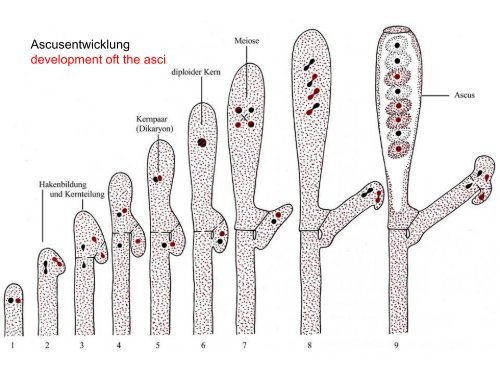 Anatomie und Morphologie von Großpilzen