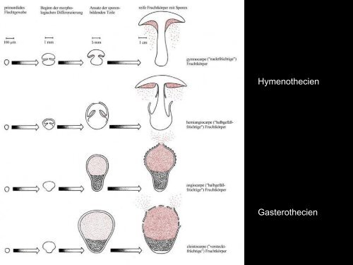 Anatomie und Morphologie von Großpilzen