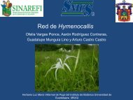 Hymenocallis - sinarefi