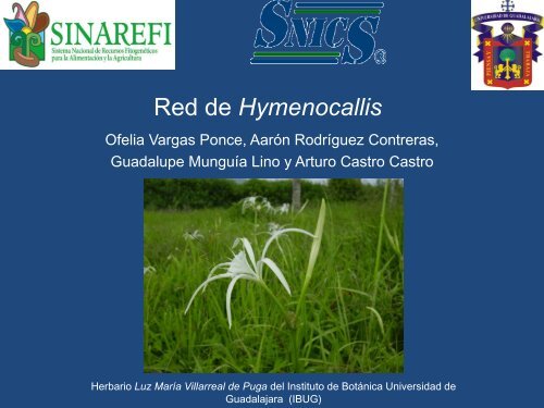 Hymenocallis - sinarefi