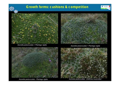 Growth form - Station Alpine Joseph Fourier