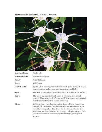 Hymenocallis latifolia