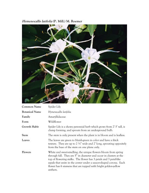 Hymenocallis latifolia