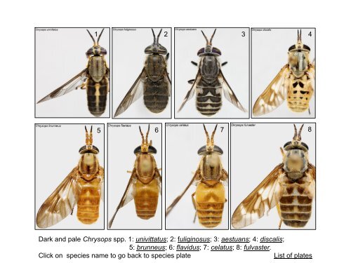 Tabanidae of Canada, east of the Rocky Mountains 1: a ...