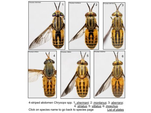 Tabanidae of Canada, east of the Rocky Mountains 1: a ...