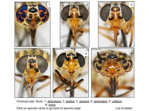 Tabanidae of Canada, east of the Rocky Mountains 1: a ...