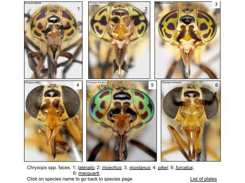 Tabanidae of Canada, east of the Rocky Mountains 1: a ...