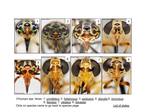 Tabanidae of Canada, east of the Rocky Mountains 1: a ...