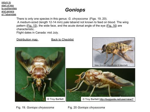 Tabanidae of Canada, east of the Rocky Mountains 1: a ...