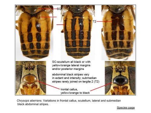 Tabanidae of Canada, east of the Rocky Mountains 1: a ...