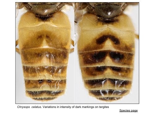 Tabanidae of Canada, east of the Rocky Mountains 1: a ...