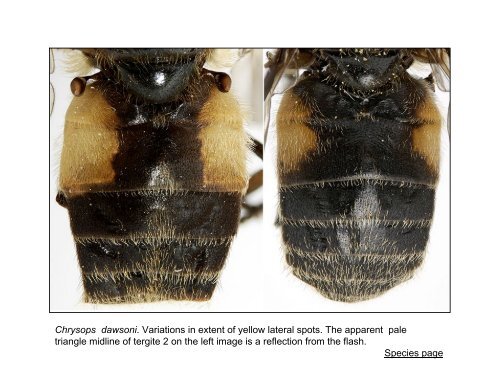 Tabanidae of Canada, east of the Rocky Mountains 1: a ...