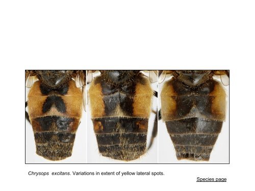 Tabanidae of Canada, east of the Rocky Mountains 1: a ...