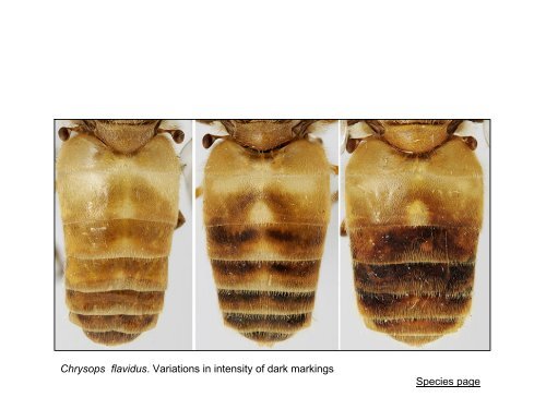 Tabanidae of Canada, east of the Rocky Mountains 1: a ...