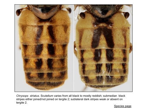 Tabanidae of Canada, east of the Rocky Mountains 1: a ...