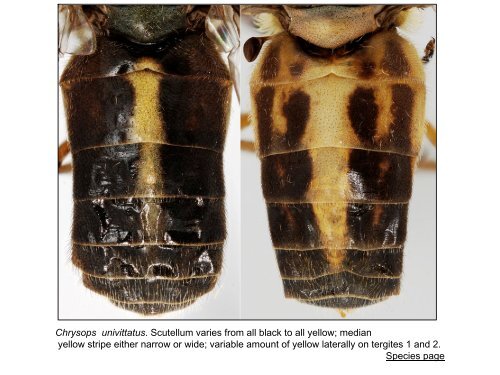 Tabanidae of Canada, east of the Rocky Mountains 1: a ...