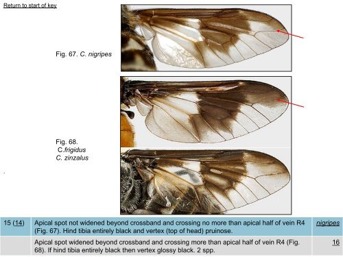 Tabanidae of Canada, east of the Rocky Mountains 1: a ...