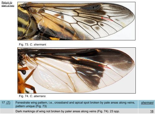 Tabanidae of Canada, east of the Rocky Mountains 1: a ...