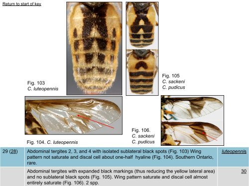 Tabanidae of Canada, east of the Rocky Mountains 1: a ...