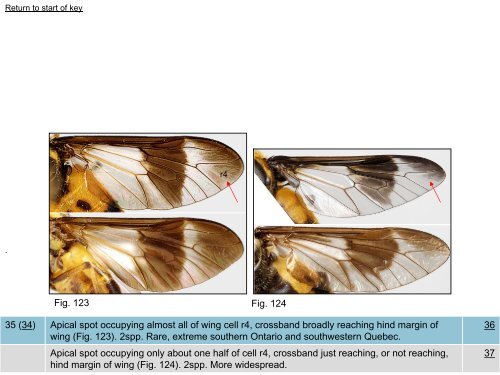 Tabanidae of Canada, east of the Rocky Mountains 1: a ...