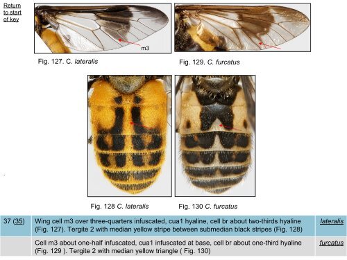 Tabanidae of Canada, east of the Rocky Mountains 1: a ...