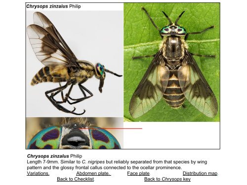 Tabanidae of Canada, east of the Rocky Mountains 1: a ...