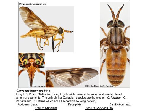Tabanidae of Canada, east of the Rocky Mountains 1: a ...