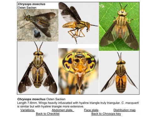 Tabanidae of Canada, east of the Rocky Mountains 1: a ...