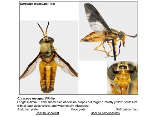 Tabanidae of Canada, east of the Rocky Mountains 1: a ...