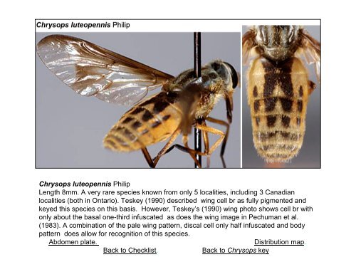 Tabanidae of Canada, east of the Rocky Mountains 1: a ...