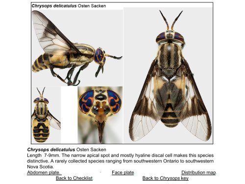 Tabanidae of Canada, east of the Rocky Mountains 1: a ...