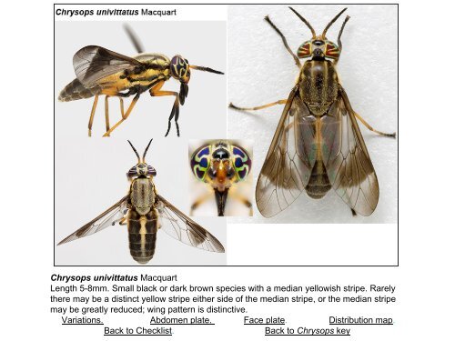 Tabanidae of Canada, east of the Rocky Mountains 1: a ...