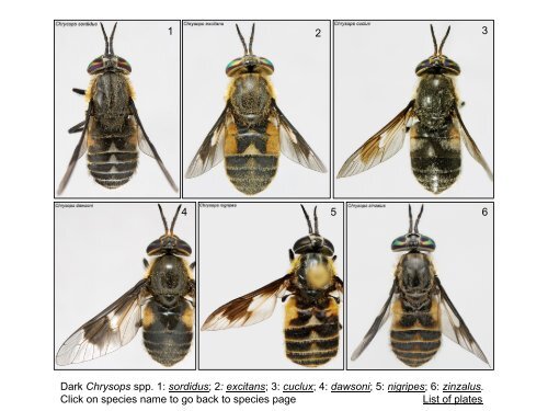 Tabanidae of Canada, east of the Rocky Mountains 1: a ...