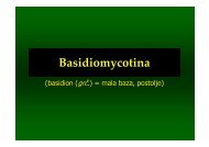 Gljive - Basidiomycotina