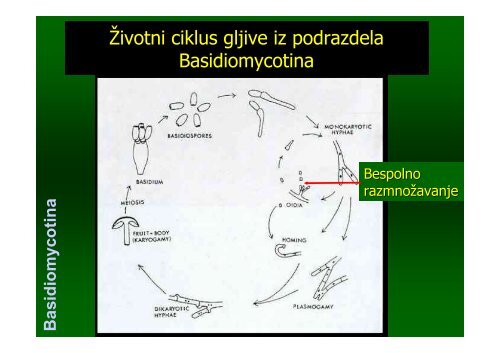 Gljive - Basidiomycotina