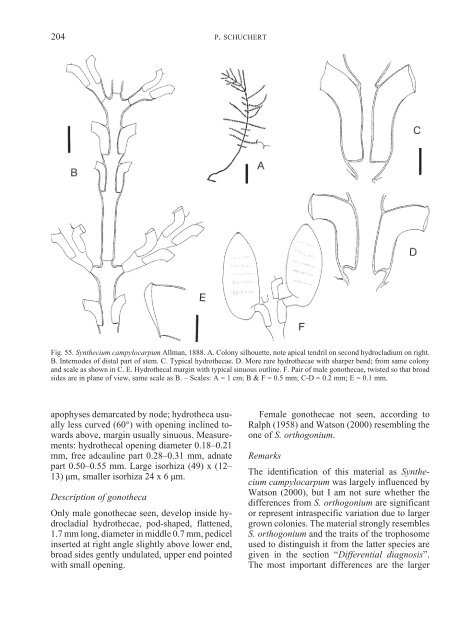 Hydroids (Cnidaria, Hydrozoa) of the Danish expedition to