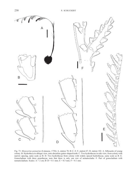 Hydroids (Cnidaria, Hydrozoa) of the Danish expedition to