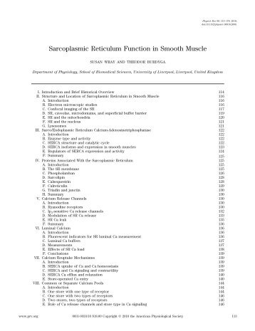 Sarcoplasmic Reticulum Function in Smooth Muscle - Physiological ...