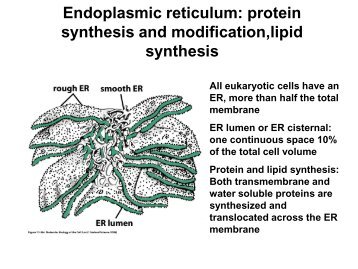 PowerPoint Presentation - Endoplasmic reticulum: protein synthesis ...