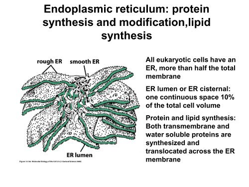 er lumen positive charged er lumen positive charged