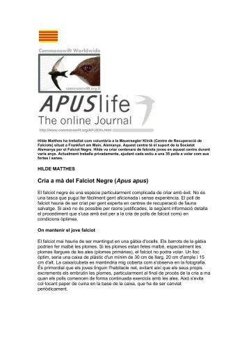 Cria a mà del Falciot Negre (Apus apus) - Swift Conservation