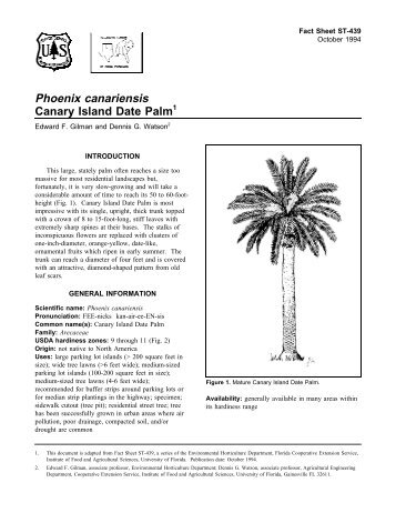 Phoenix canariensis Canary Island Date Palm - Environmental ...