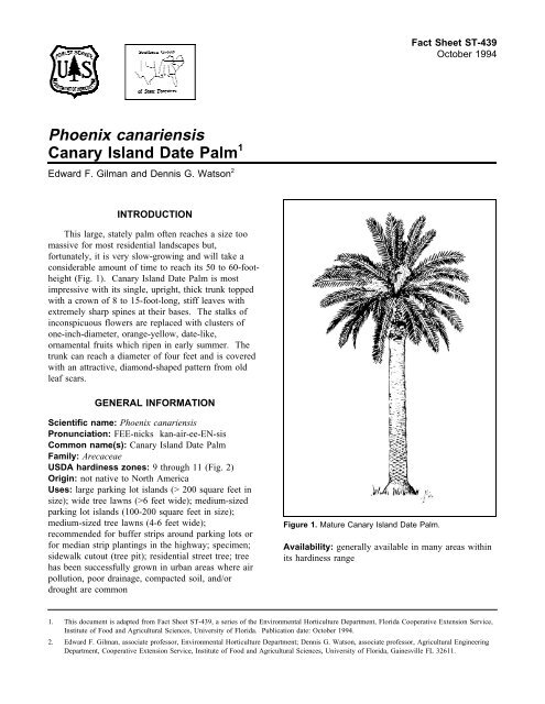 Phoenix canariensis Canary Island Date Palm - Environmental ...