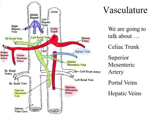 Abdominal Ultrasound - Livingston and Brighton ED