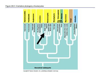 Figure 28.8 A tentative phylogeny of eukaryotes